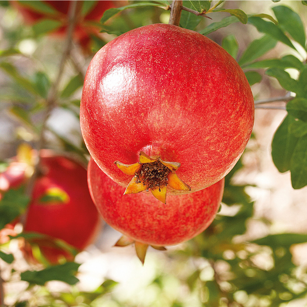 Weleda 24h Deo Roll-On Granatapfel 50 ml Körperpflege