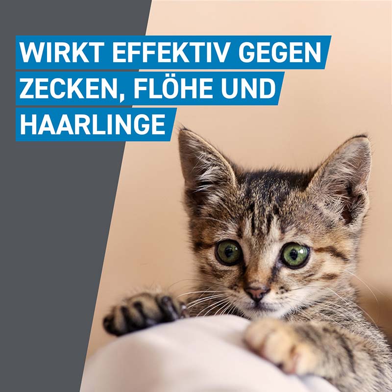 FRONTLINE SPOT-ON gegen Zecken und Flöhe für Katzen 6 St Lösung