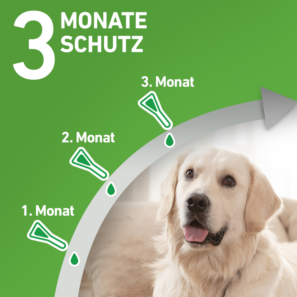 FRONTLINE COMBO gegen Zecken, Flöhe (Flöhe, Eier, Larven, Puppen) für Hunde M (10-20 Kg) 3 St Lösung