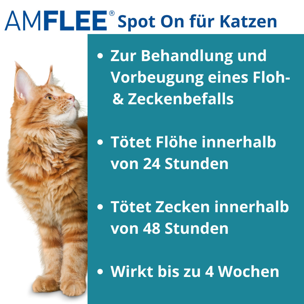 AMFLEE 50 mg Spot-on Lösung zum Auftropfen für Katzen 3 St Lösung