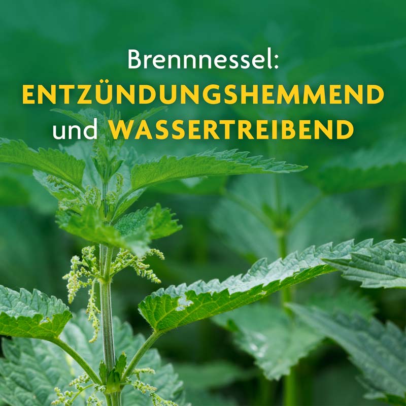 Schoenenberger Naturreiner Heilpflanzensaft Brennnessel 200 ml Saft