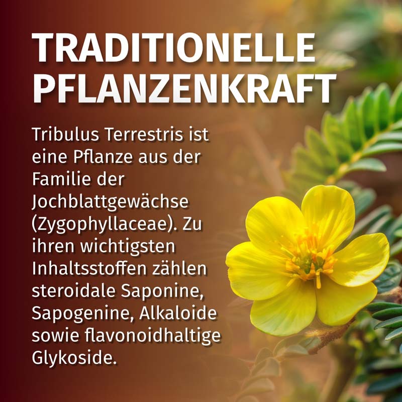 TRIBULUS TERRESTRIS 2250 mg 120 St Kapseln
