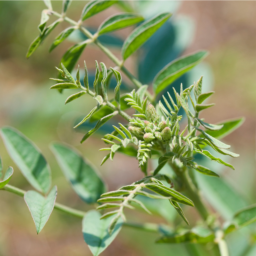 Weleda 24h Deo Roll-On FOR MEN 50 ml Flaschen