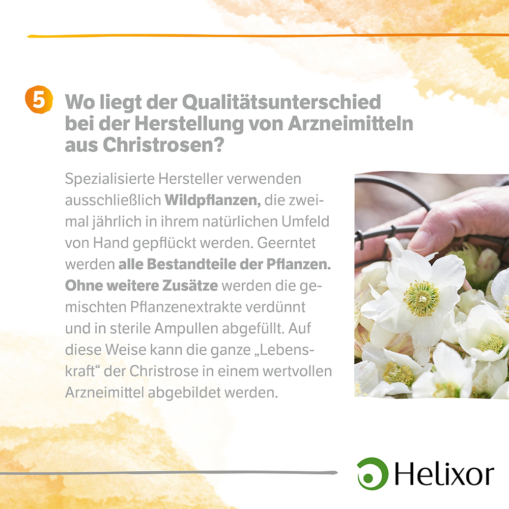 Helleborus foetidus aquos. D12 Ampullen 8X1 ml Ampullen
