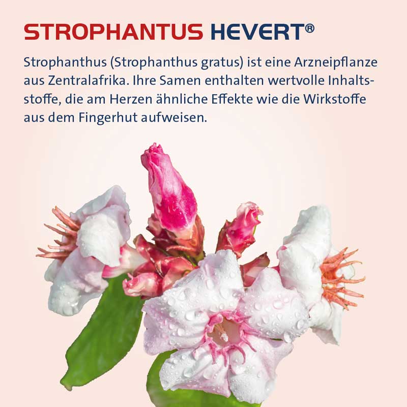 STROPHANTHUS HEVERT Tropfen 100 ml Tropfen
