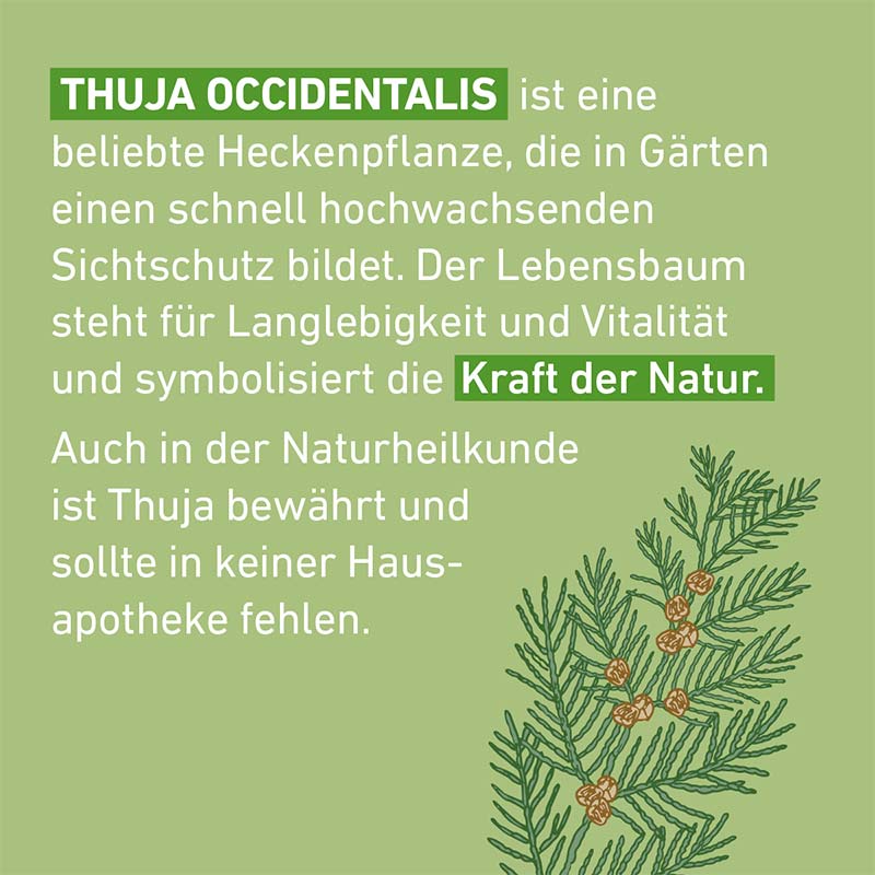 Thuja D6 Globuli Pflüger 10 g Globuli