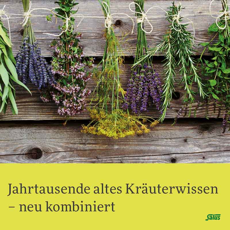 Salus Cistus Spitzwegerich Tee 15 St Filterbeutel