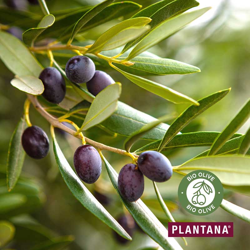PLANTANA Gesichtscreme Olive 50 ml Creme
